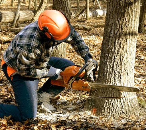Tree Removal in Porter, OK